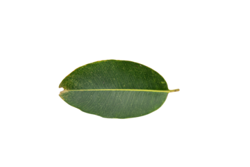 Vibrant green leaves showcasing elongated structures in botanical art, highlighting the intricate plant structure and natural beauty in twenty words on Transparent Background.