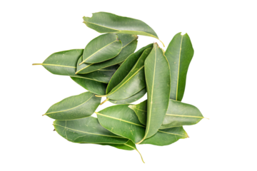 Vibrant Green Leaves: Elongated Leaves Showcasing Botanical Art, Capturing Intricate Plant Structure and Natural Beauty in a Striking Arrangement on Transparent Background.