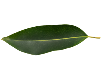 Vibrant green leaves showcase their elongated structure, celebrating the beauty of botanical art and highlighting the intricate details of plant life on Transparent Background.