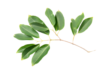 Vibrant Green Leaves: Elongated Leaves Showcasing Intricate Botanical Art and Unique Plant Structure, Celebrating Nature's Beauty in Every Detail on Transparent Background.