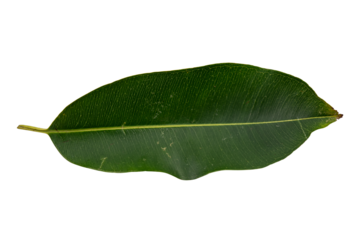 Close-Up of a Single Green Leaf Vibrant Green Leaves: A Close-Up of Elongated Leaves Showcasing the Intricate Plant Structure in Stunning Botanical Art