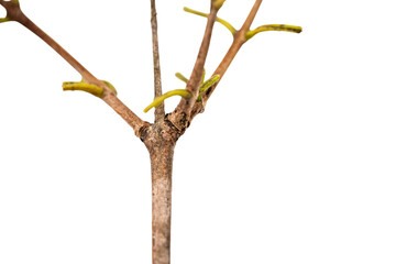 Tree Branch with Botanical Art, Showcasing Intricate Plant Structure and Natural Beauty in a Stunning Presentation Buds on Transparent Background.