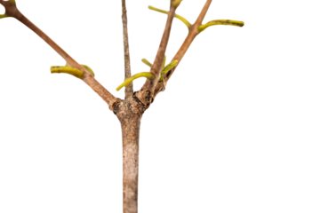 Tree Branch with Botanical Art, Showcasing Intricate Plant Structure and Natural Beauty in a Stunning Presentation Buds on Transparent Background.