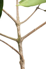 A Botanical Art and Plant Structure in a Captivating Close-Up on a Transparent Background.