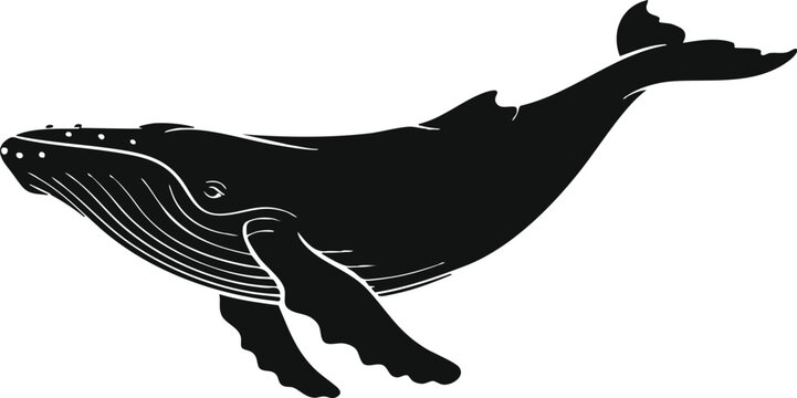 Black Silhouette of a Humpback Whale, Whale Silhouette Swimming, Marine Animal Silhouette (likely Humpback or similar baleen whale), illustration, vector, silhouette