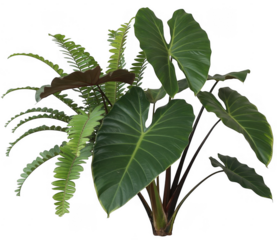 Large green leaves plant with ferns isolated on a transparent background tropical
