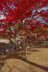 Nara Deer Under Brilliant Autumn Maple Tree.
Sika Deer Standing Beneath Crimson Red Leaves in Japanese Park.