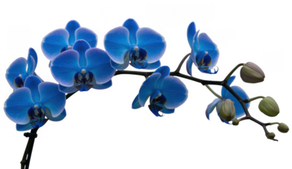 Blue Orchid Flowers on a Stem isolated on a transparent background green