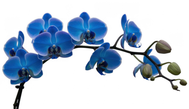 Blue Orchid Flowers on a Stem isolated on a transparent background green - Powered by Adobe