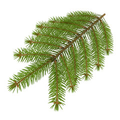 Christmas tree branch PNG isolated on transparent background