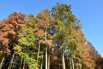colorful Metasequoia glyptostroboides trees in the forest in sunny autumn day