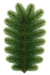 Obraz premium Densely Pinned Green Fir or Spruce Branch with Symmetrical Foliage, Presented Vertically and Isolated on a White Background, Ideal for Festive Decoration