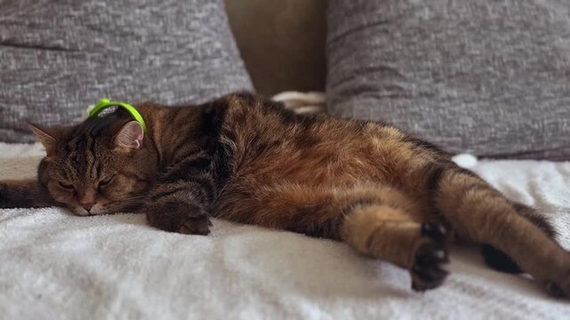 Cat in human pose sitting on bed.