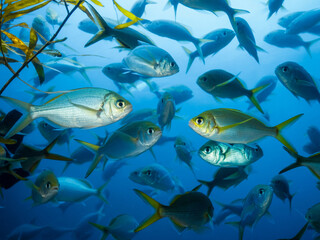 Fototapeta premium School Of Fish Swimming In Blue Ocean Water underwater