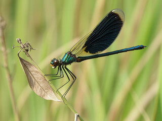 Emerald damselfly with iridescent wings rests on a thin stem