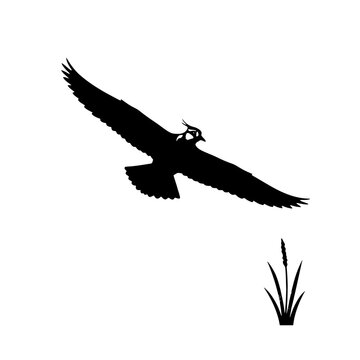 Silhouette of a Lapwing in Flight Above Wetland Grass vector illustration