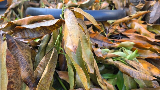 Dried leafes