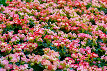 Selective focus of red pink flowers Elatior Begonia in the garden, The Elatior or Reiger begonia is an hybrid species of flowering plant in the family Begoniaceae, Natural floral pattern background. © Sarawut