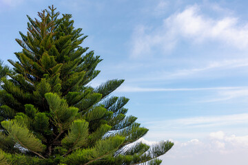 Selective focus of pine tree with green leaves under blue sky and white could, Araucaria luxurians...
