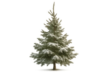 Fototapeta premium Evergreen fir tree in winter, branches covered with white snow, transparent background, isolated for easy compositing