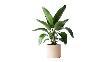 A potted plant with green leaves in a beige pot isolated on transparent background