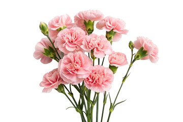 Fototapeta premium Pink carnations on a transparent background. A Mother's Day gift. Gratitude.