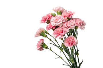 Fototapeta premium Pink carnations on a transparent background. A Mother's Day gift. Gratitude.