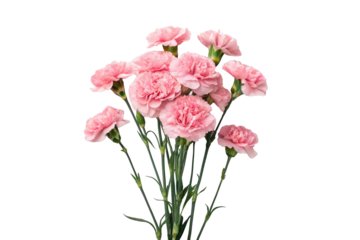 Pink carnations on a transparent background. A Mother's Day gift. Gratitude.