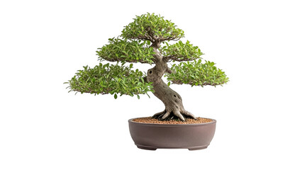 A small bonsai tree in a brown pot on a transparent background