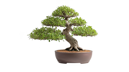 A small bonsai tree in a brown pot on a transparent background