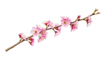 Pink cherry blossoms on a branch isolated on transparent background