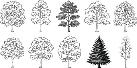 A conceptual collection of diverse hand-drawn tree illustrations, showcasing various species in detailed line art, perfect for botanical themes and nature-inspired design projects