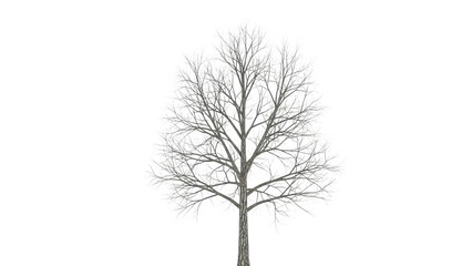 Bare tree isolated on transparent background in winter season