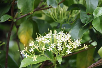 Tarenna wallichii : green leaves and white flowers that smell great all day. Tarenna fragrans flower clusters at tips of branches, with numerous small flowers resembling needle flowers. River Tarenna
