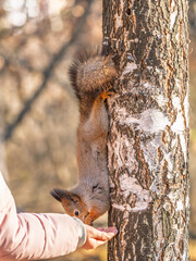 Girl feeds a squirrel with nuts in an autumn park.