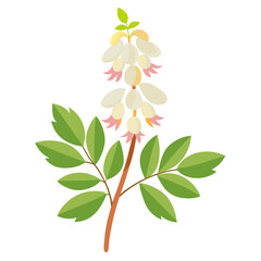 vector illustration of a corydalis cava