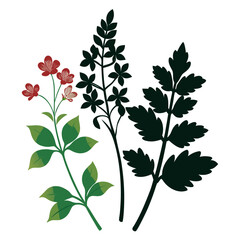 corydalis cava silhouette 
