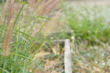 Old Wooden Corner Border in Garden: Natural timber frame enclosing lush green weeds and dry straw, nature-themed copy space for organic design or product display