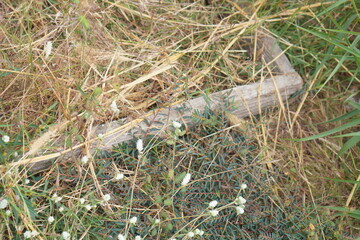 Old Wooden Corner Border in Garden: Natural timber frame enclosing lush green weeds and dry straw, nature-themed copy space for organic design or product display
