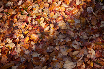 秋の雨後の地面の紅葉の落ち葉の風景
