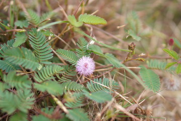 Old Wooden Corner Border in Garden: Natural timber frame enclosing lush green weeds and dry straw, nature-themed copy space for organic design or product display