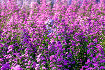 Selective focus of purple blue flowers European Michaelmas-daisy (Bergaster) in garden, Aster amellus is a perennial herbaceous plant in the genus Aster of the family Asteraceae, Natural background. © Sarawut