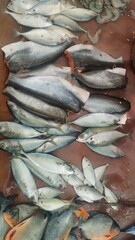 Fresh fish sell in the market