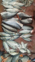 Fresh fish sell in the market