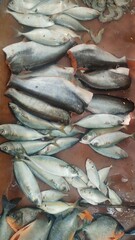 Fresh fish sell in the market