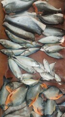 Fresh fish sell in the market