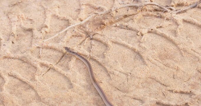 Likely Buff-striped Keelback Snake (Amphiesma stolatum) Crossing Sandy Ground in Yala National Park, Sri Lanka