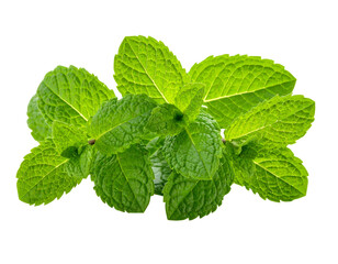 Fresh aromatic green peppermint leaves, a healthy food ingredient and herbal medicine, isolated on a white background