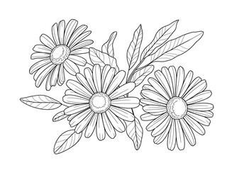 Fototapeta premium A high-resolution botanical illustration of three white daisies with yellow centers against a pure white background.