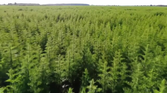 Green agricultural hemp plants in a field on a sunny day for agriculture, farming, and sustainable hemp concepts.